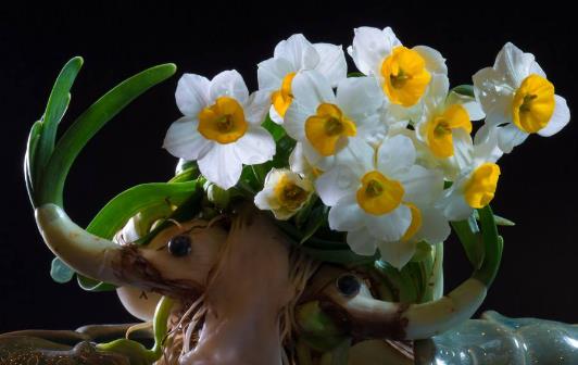 水仙花怎么養(yǎng) 水仙花有毒嗎 水培水仙花正確養(yǎng)法