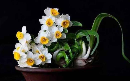 水仙花怎么養(yǎng) 水仙花有毒嗎 水培水仙花正確養(yǎng)法
