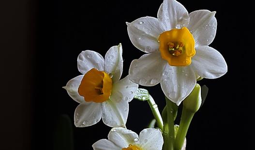 水仙花怎么養(yǎng) 水仙花有毒嗎 水培水仙花正確養(yǎng)法