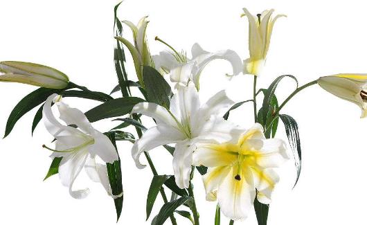 百合花怎么養(yǎng) 百合花苞掉了還能重新長嗎?百合花要澆幾次水