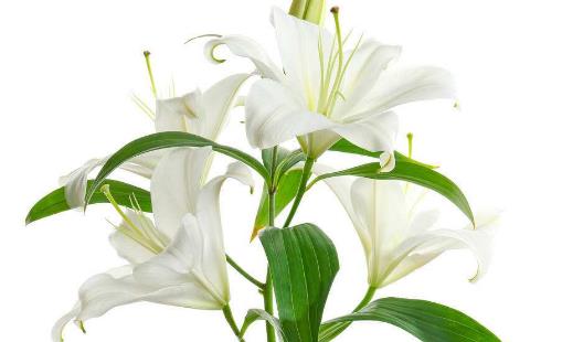 百合花怎么養(yǎng) 百合花苞掉了還能重新長嗎?百合花要澆幾次水