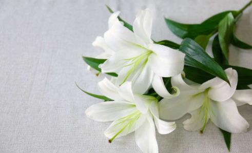 百合花怎么養(yǎng) 百合花苞掉了還能重新長嗎?百合花要澆幾次水