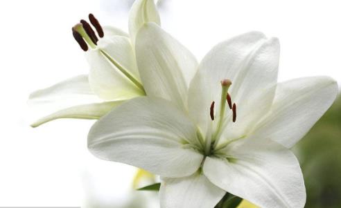 百合花怎么養(yǎng) 百合花苞掉了還能重新長嗎?百合花要澆幾次水