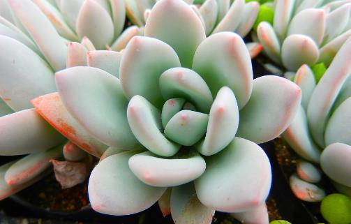 什么是多肉植物 多肉植物掉葉子怎么辦 多肉植物有毒嗎