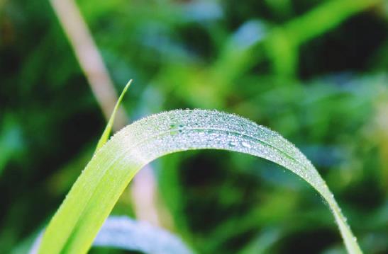 白露是怎么形成的?白露節(jié)氣穿什么衣服好?