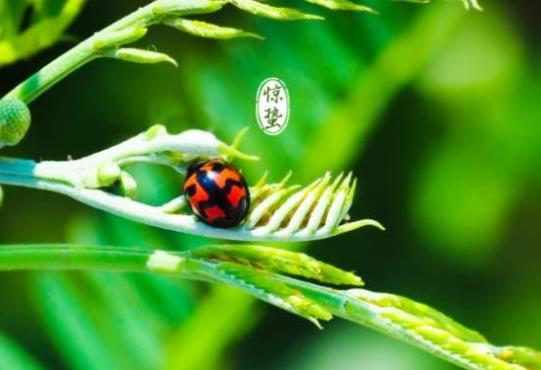 驚蟄節(jié)氣有什么特點(diǎn)?驚蟄節(jié)氣飲食注意事項(xiàng)