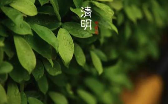清明節(jié)遷墳有什么講究?清明節(jié)上墳用幾朵花合適