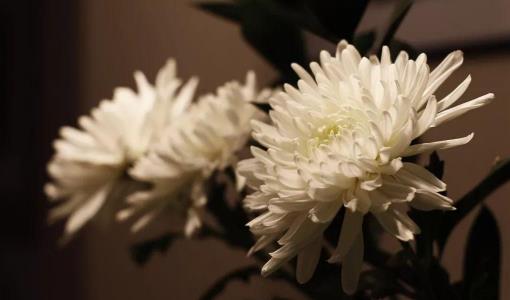 清明節(jié)買什么花上墳好?清明節(jié)哪天合適上墳