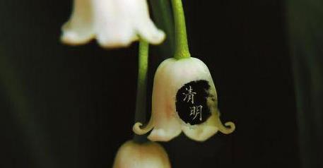 清明燒紙要注意什么?清明節(jié)上墳買花買幾朵好