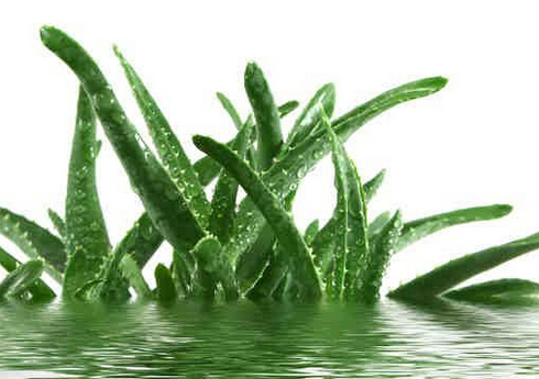 多吃蘆薈有助消食?營(yíng)養(yǎng)誤區(qū)大揭秘