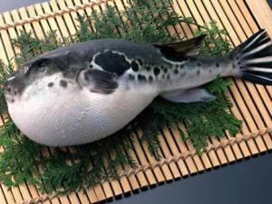 什么食物有毒？12種常見有毒的食物需注意