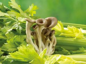 如何挑選芹菜？吃芹菜的食用禁忌