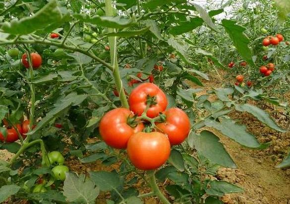 茄子里含有害物質(zhì)茄堿,過量吃茄子會引發(fā)中毒!是真的嗎?