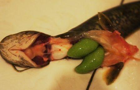 魚身上四個(gè)部位要少吃:魚腹黑膜、魚膽、魚頭、淡水魚生魚片