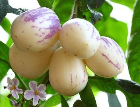 生人參果怎么催熟?人參果不能和哪些食物一起吃?