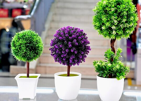家里養(yǎng)什么植物好?家里養(yǎng)什么花風水好?