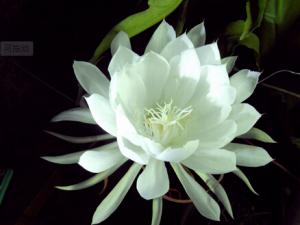 曇花對家居環(huán)境的影響-曇花的風(fēng)水學(xué)應(yīng)用