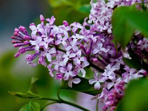 丁香花對家居環(huán)境的影響-丁香花的風水學應用