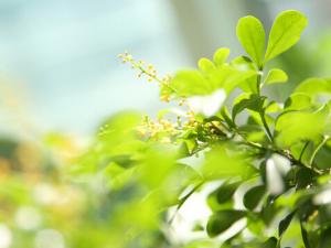米蘭花對家居環(huán)境的影響-米蘭花與家居風格的搭配