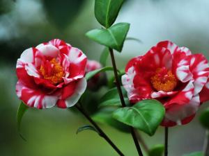 山茶花對(duì)家居環(huán)境的影響-山茶花的風(fēng)水學(xué)應(yīng)用
