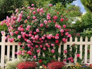 薔薇對家居環(huán)境的影響-薔薇的風(fēng)水學(xué)應(yīng)用