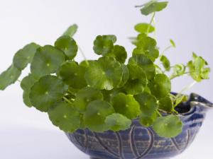 銅錢草對家居環(huán)境的影響-銅錢草與家居風(fēng)格的搭配