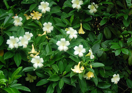 非洲茉莉?qū)揖迎h(huán)境的影響-非洲茉莉的風(fēng)水學(xué)應(yīng)用