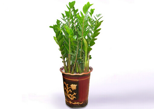 金錢樹對(duì)家居環(huán)境的影響-金錢樹的風(fēng)水學(xué)應(yīng)用