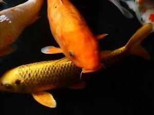 錦鯉魚(yú)的品種-錦鯉魚(yú)的養(yǎng)護(hù)