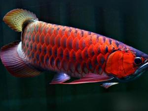 紅龍魚(yú)的風(fēng)水學(xué)應(yīng)用-紅龍魚(yú)的養(yǎng)護(hù)