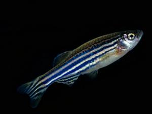 斑馬魚的風(fēng)水學(xué)應(yīng)用-斑馬魚的品種介紹