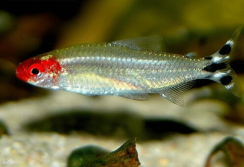 紅鼻剪刀魚(yú)的簡(jiǎn)介-紅鼻剪刀的魚(yú)缸擺放位置