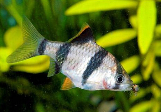 虎皮魚的風(fēng)水學(xué)應(yīng)用-虎皮魚的魚缸擺放位置