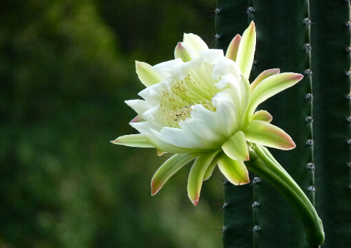 龍骨花的養(yǎng)殖方法-龍骨花在家居中的作用