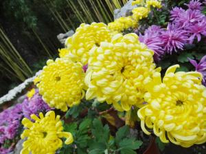 菊花的養(yǎng)護方法-菊花的基本介紹