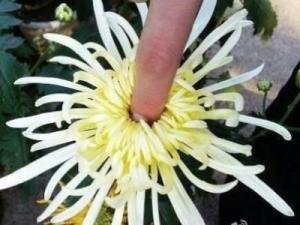 爆菊花是什么意思？爆你菊花是什么意思