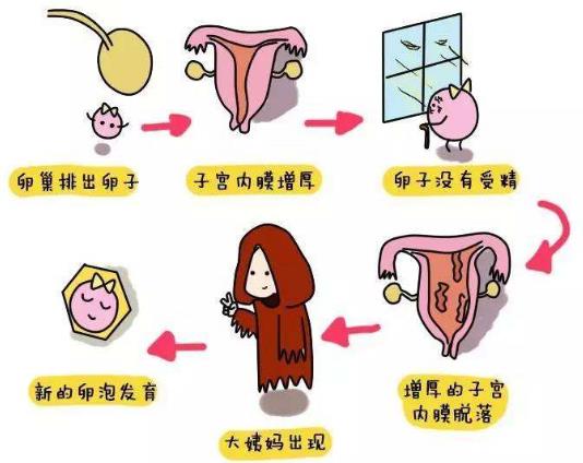 大姨媽是什么意思3.jpg