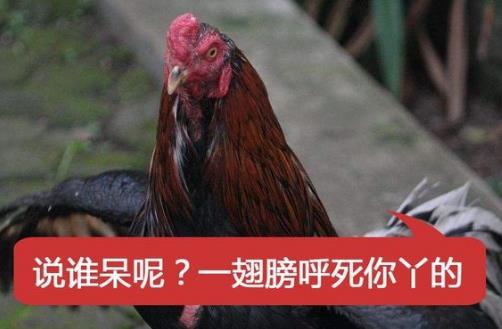 安靜如雞.jpg