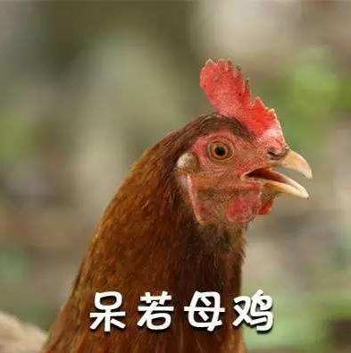 安靜如雞2.jpg