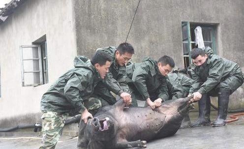 歲月是把殺豬刀,豬的命運(yùn)