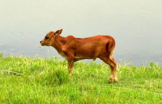 護(hù)犢子是什么意思 護(hù)犢子的壞處 護(hù)犢子是褒義還是貶義詞