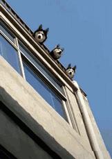 傻子看傻子覺得對方才是傻子是什么意思?倆男生和三只哈士奇對視