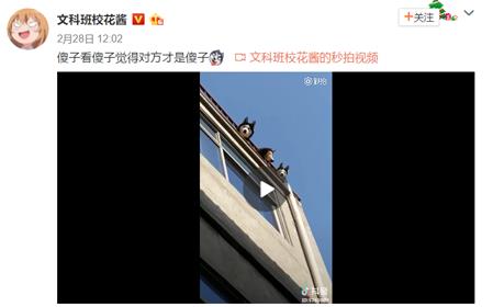 傻子看傻子覺得對方才是傻子是什么意思?倆男生和三只哈士奇對視