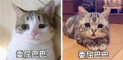 委屈巴巴是什么梗什么意思?貓咪委屈巴巴賣萌表情包(全)