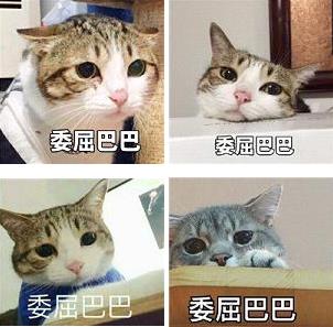 委屈巴巴是什么梗什么意思?貓咪委屈巴巴賣萌表情包(全)