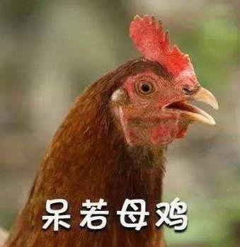 安靜如雞是什么意思?安靜的像只雞什么梗?安相機(jī)粉絲圈常用詞