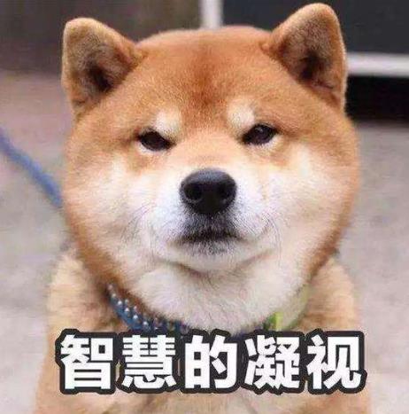 穩(wěn)如老狗是什么意思?穩(wěn)如老狗是什么梗?形容人穩(wěn)重有經(jīng)驗有安全感