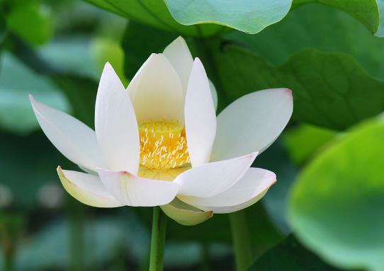 白蓮花是什么意思?心機圣母婊白蓮花女人性格 如何鑒定白蓮花綠茶婊