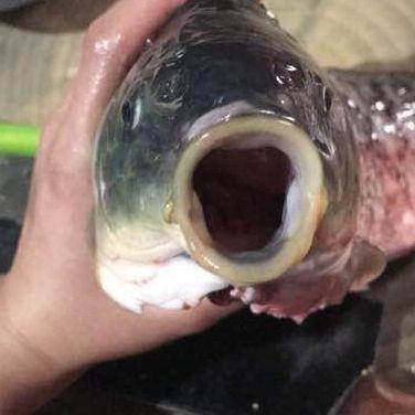 我有一個大膽的想法是什么意思什么梗?我有一個無恥又大膽的想法