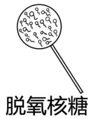脫氧核糖是什么意思什么梗?脫氧核糖的內(nèi)涵意思 請(qǐng)你吃脫氧核糖